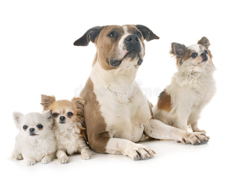Terrier e chihuahua di Staffordshire americano fotografia stock Terrier e chihuahua di Staffordshire americano fotografia stock