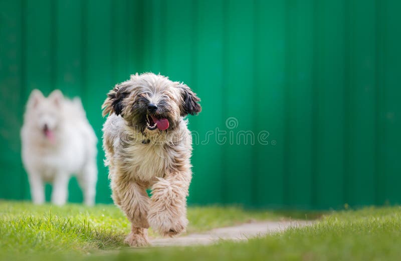 Terrier e samoyed de Tibetian fotos de stock Terrier e samoyed de Tibetian fotos de stock