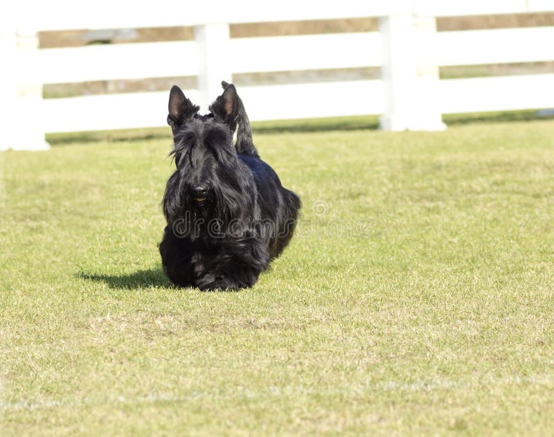 A view of a small, young and beautiful Scottish Terrier dog walking on the grass. Scottie dogs are compact, short legged, with wiry black coat, long head and small erect pointy ears, very territorial and feisty. A view of a small, young and beautiful Scottish Terrier dog walking on the grass. Scottie dogs are compact, short legged, with wiry black coat, long head and small erect pointy ears, very territorial and feisty.