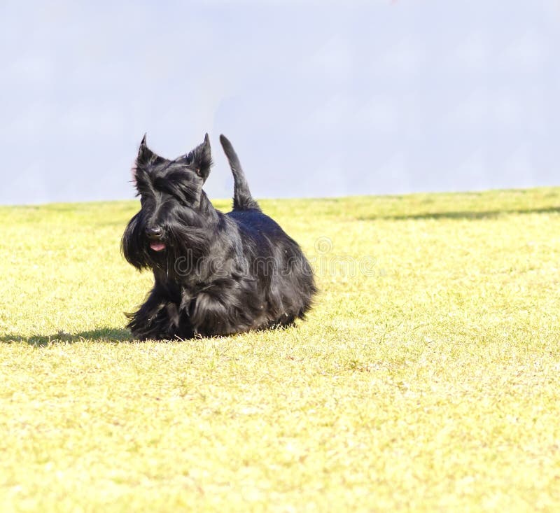 A view of a small, young and beautiful Scottish Terrier dog walking on the grass. Scottie dogs are compact, short legged, with wiry black coat, long head and small erect pointy ears, very territorial and feisty. A view of a small, young and beautiful Scottish Terrier dog walking on the grass. Scottie dogs are compact, short legged, with wiry black coat, long head and small erect pointy ears, very territorial and feisty.