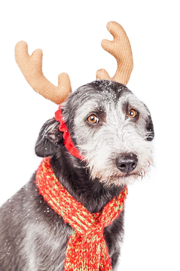 Terrier-Hundetragende Weihnachtsren-Ohren stockbild Terrier-Hundetragende Weihnachtsren-Ohren stockbild