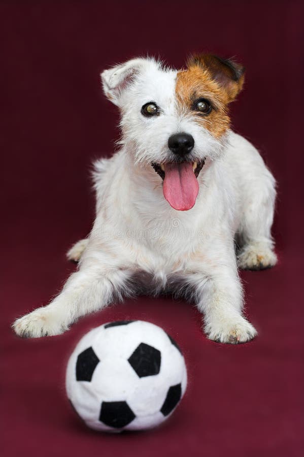 Terrier Jack-Russell stockfotos