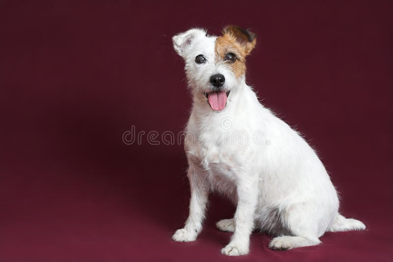 Terrier Jack-Russell stockfotografie