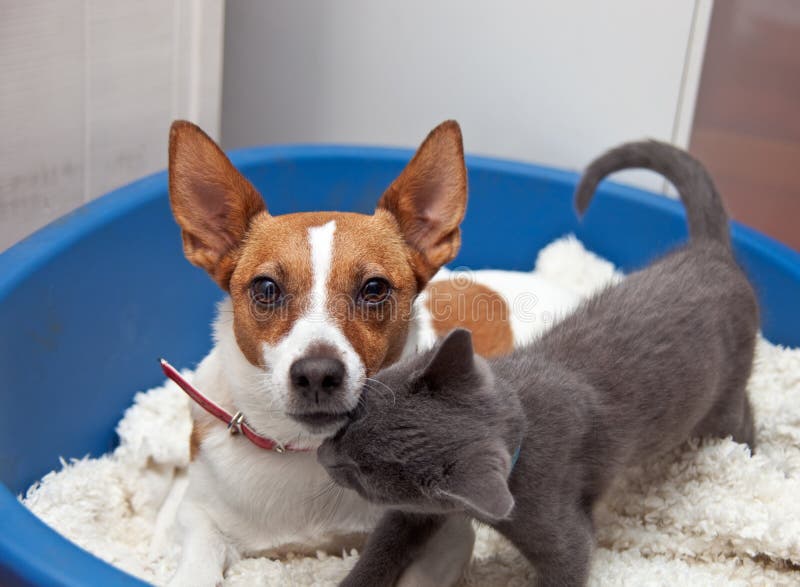 Terrier Jack-Russell mit Kätzchen in einem Korb