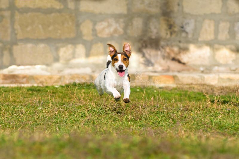 Terrier Jack Рассела стоковая фотография Terrier Jack Рассела стоковая фотография