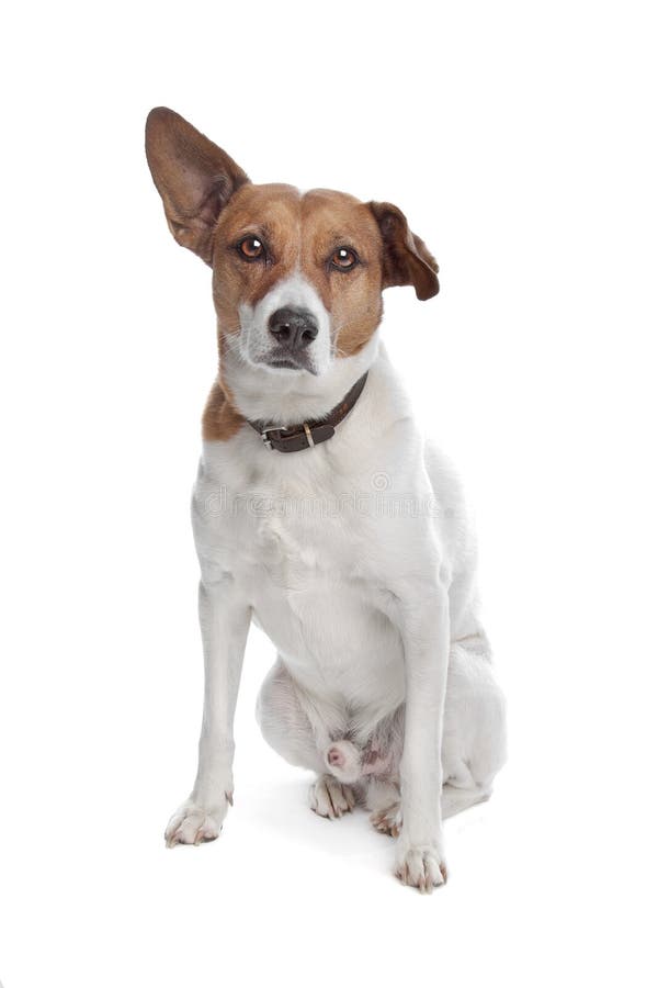 Terrier misturado de Russel do jaque da raça imagens de stock Terrier misturado de Russel do jaque da raça imagens de stock