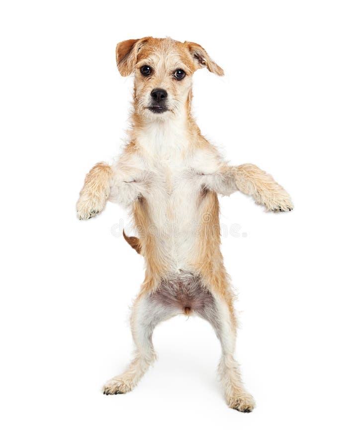 Dog Walking On Hind Legs Dog Walking On Hind Legs