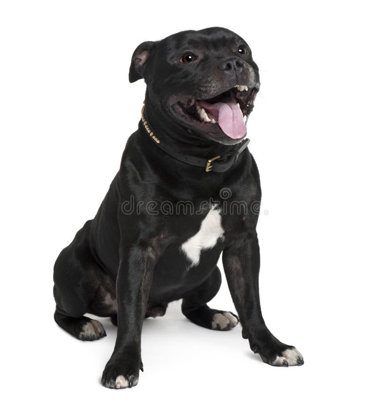 Staffordshire Bull Terrier, 2 years old, sitting in front of white background. Staffordshire Bull Terrier, 2 years old, sitting in front of white background