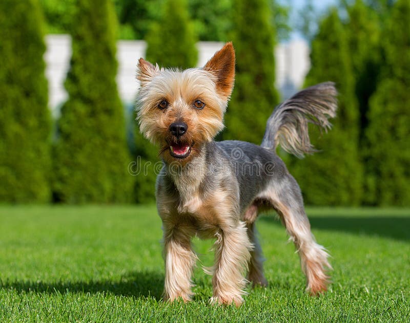 Terrier serico australiano adorabile che posa sul prato inglese falciato fresco nel giorno soleggiato di estate calda Cane che st fotografia stock Terrier serico australiano adorabile che posa sul prato inglese falciato fresco nel giorno soleggiato di estate calda Cane che st fotografia stock