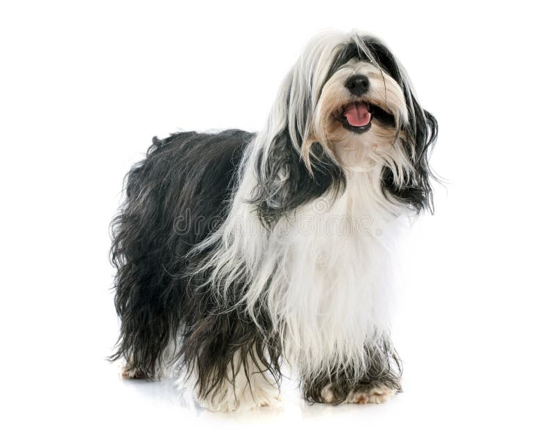 Bobtail Dog Running Perro Viejo Pastor Stock Photo 1162958359