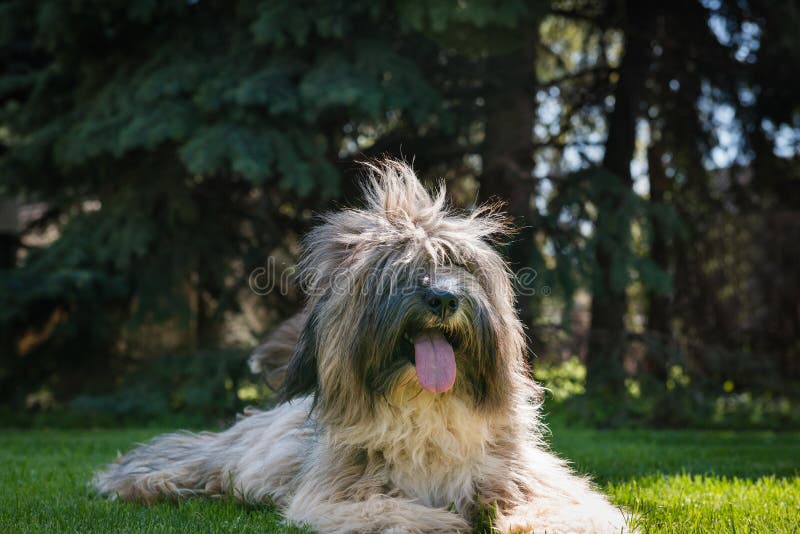 Terrier tibétain image stock Terrier tibétain image stock