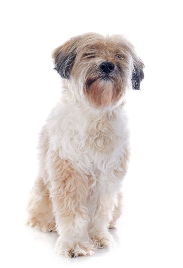 Terrier tibétain image stock Terrier tibétain image stock