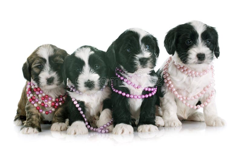Terrier tibétain de chiots image stock Terrier tibétain de chiots image stock