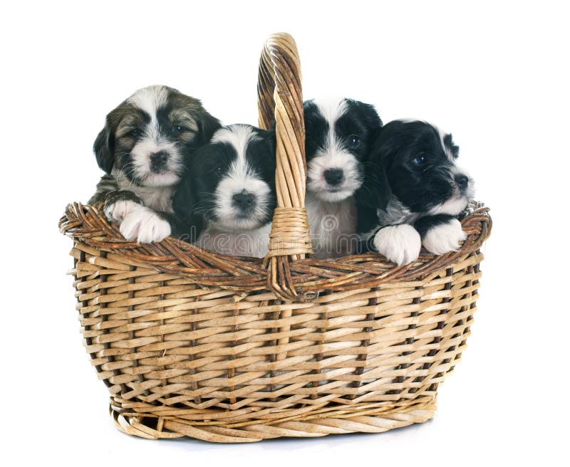 Terrier tibétain de chiots images stock Terrier tibétain de chiots images stock