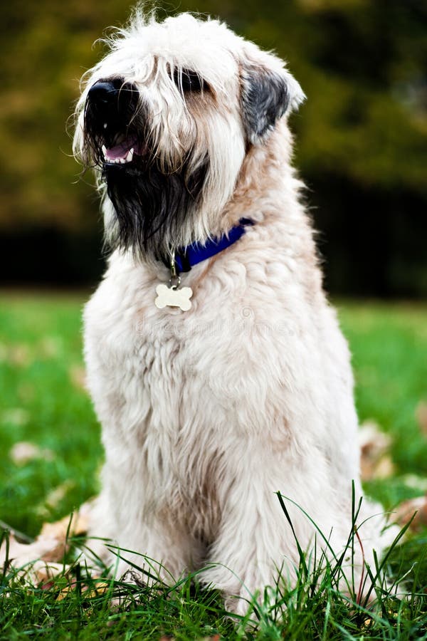 Cão Pastor Inglês Velho Que Está Na Grama Imagem de Stock - Imagem de  velho, fundo: 38260829