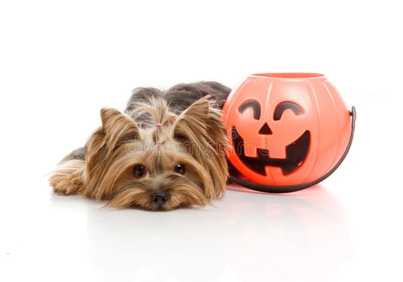 Terrier Yorkshire с тыквой halloween, стоковые изображения Terrier Yorkshire с тыквой halloween, стоковые изображения