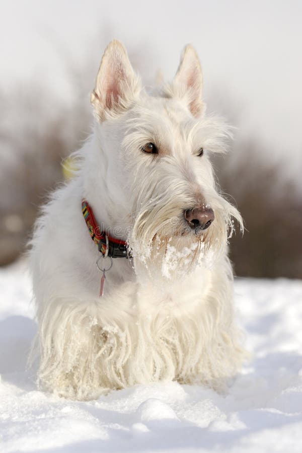 Terrier écossais (blond comme les blés) blanc, se reposant sur la neige pendant l'hiver photos libres de droits Terrier écossais (blond comme les blés) blanc, se reposant sur la neige pendant l'hiver photos libres de droits