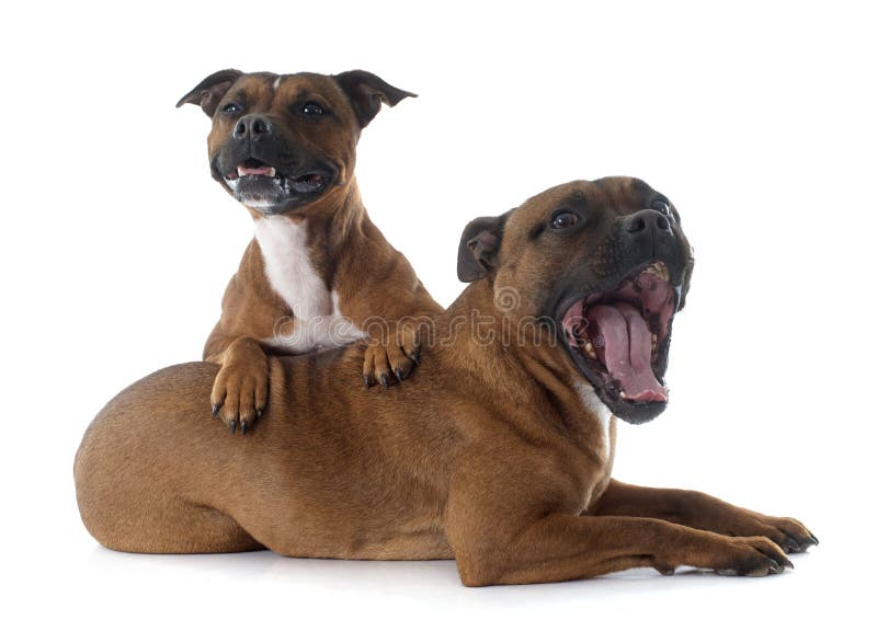 Terrieres de Staffordshire Bull imagenes de archivo Terrieres de Staffordshire Bull imagenes de archivo