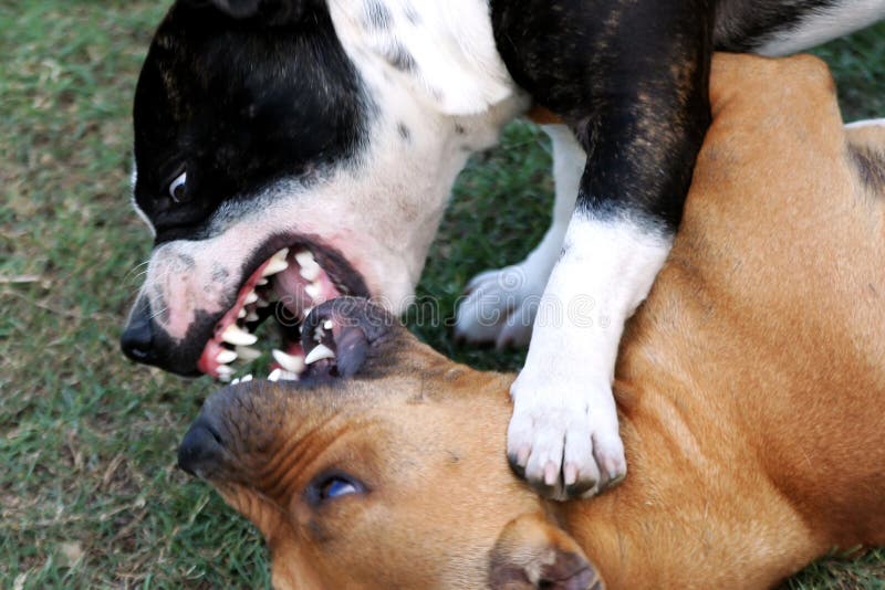 Two Staffordshire terriers showing their teeth as they try to bite. Two Staffordshire terriers showing their teeth as they try to bite