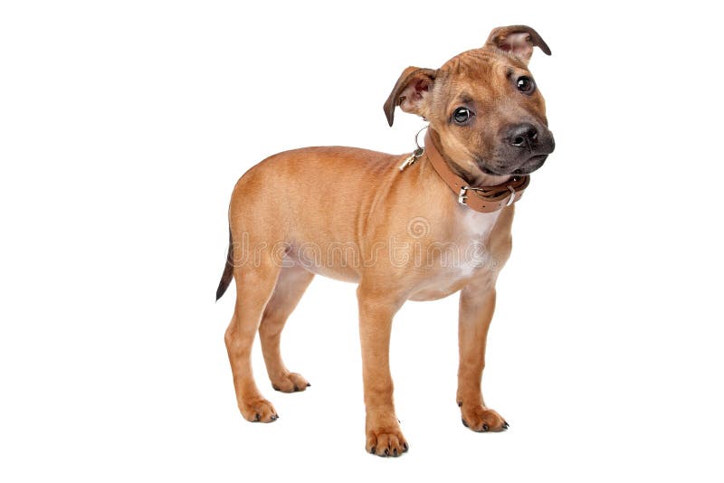 Terrierwelpe Staffordshire-Bull lizenzfreie stockfotografie Terrierwelpe Staffordshire-Bull lizenzfreie stockfotografie
