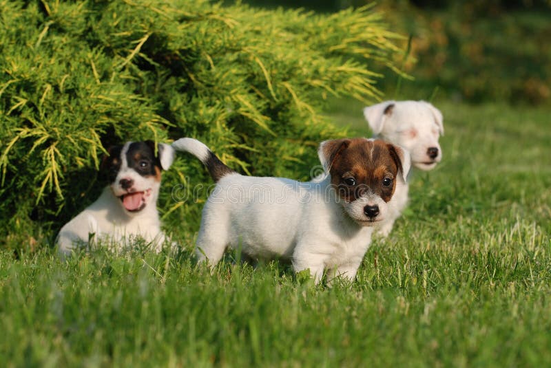 Terrierwelpen Jack-Russell stockfotos