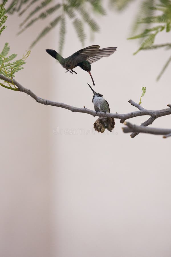 Aggressive hummingbird behavior 1