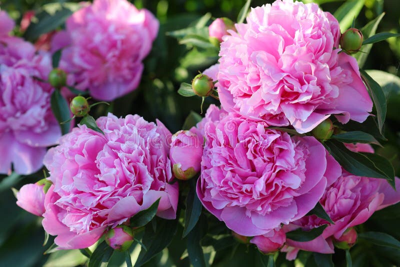 Terry hats of pink peonies stock photo. Image of peony - 248432434