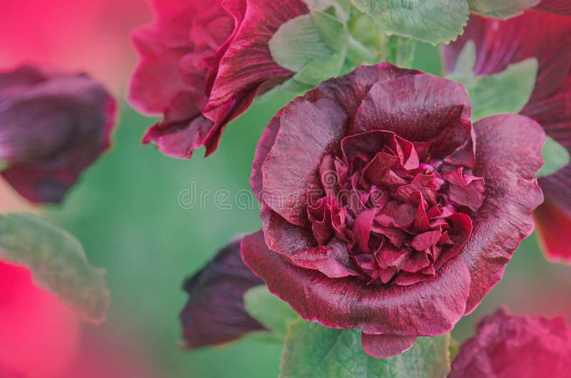 Red terry hollyhock blossoms. Terry mallow in garden. Terry red mallow growing. Red terry hollyhock blossoms. Terry mallow in garden. Terry red mallow growing.