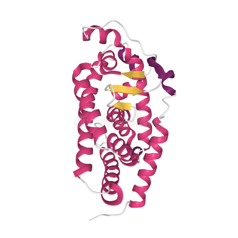 Tertiary Structure of Human Vitamin D Receptor with the Differently Colored Secondary  Structure Elements Stock Illustration - Illustration of model,  biochemistry: 197993463