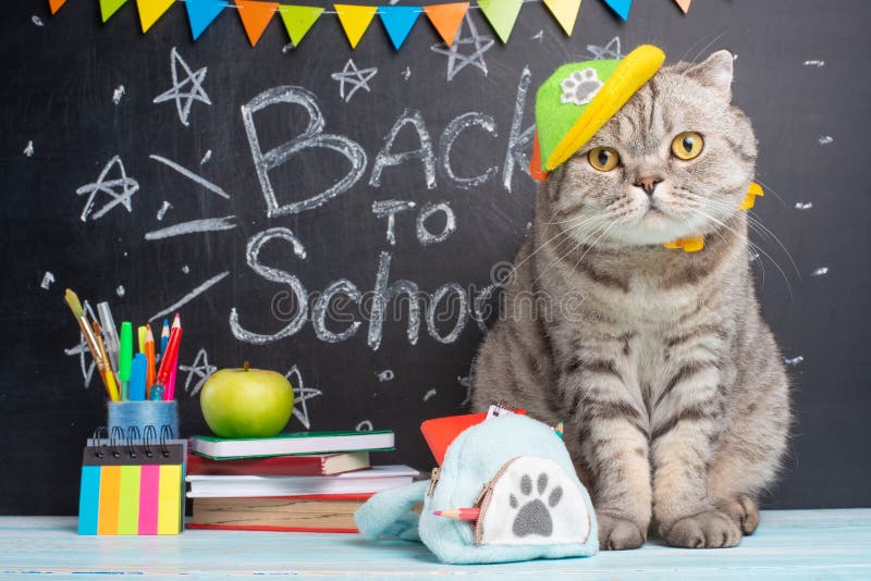 Terug naar school, een kat in een GLB en met een rugzak op de achtergrond van de bord en schooltoebehoren, het concept van royalty-vrije stock afbeeldingen Terug naar school, een kat in een GLB en met een rugzak op de achtergrond van de bord en schooltoebehoren, het concept van royalty-vrije stock afbeeldingen