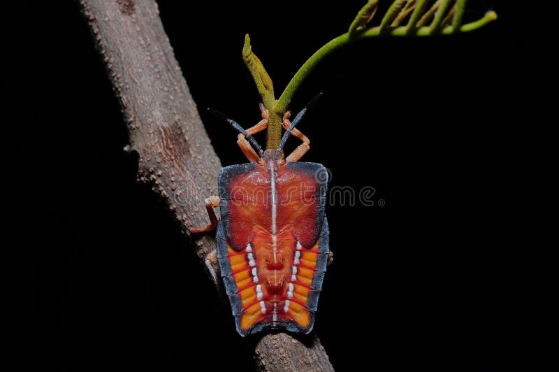 Tessaratoma papillosa