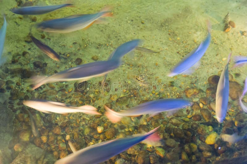 Tessitura del pesce da nuoto, immagine in movimento, esposizione prolungata fotografia stock