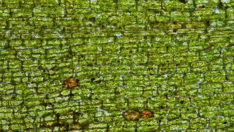 Semi Di Erba Acquatica - 100 Pezzi Per Giardini Acquatici Domestici