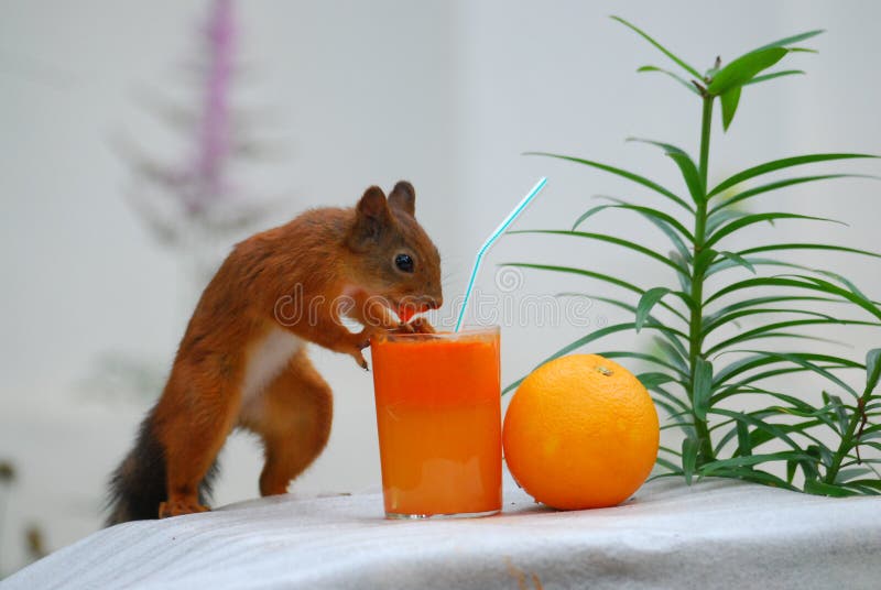 the test of a new juice for squirrels turned out to be interesting