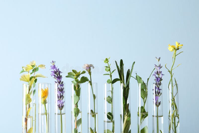 Test tubes with different plants on blue background stock image