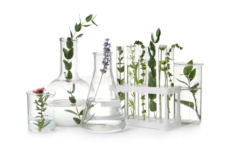 Test tubes and other laboratory glassware with plants on white background