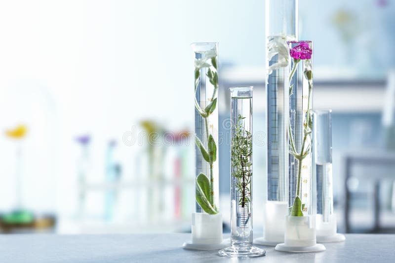 Test Tubes with Plants and Flowers on Table in Laboratory Stock Photo