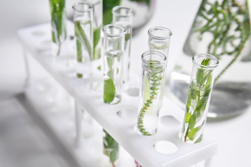 Test Tubes with Plants in Holder Stock Photo Image of liquid