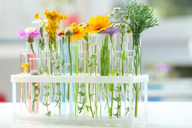 Test Tubes with Plants in Holder on Blurred Background Stock Photo