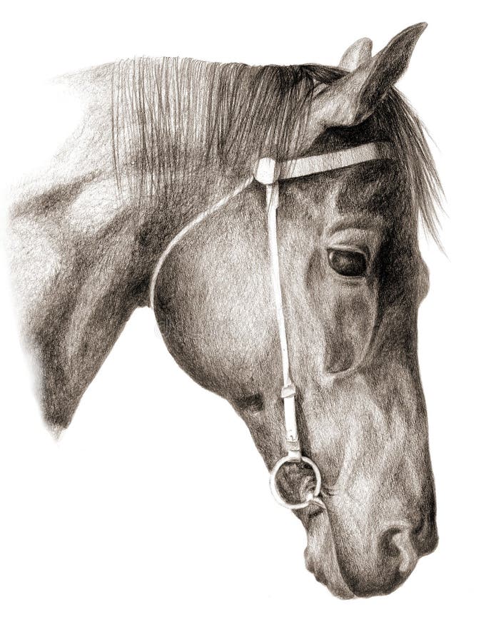 Testa-cavallo royalty illustrazione gratis Testa-cavallo royalty illustrazione gratis