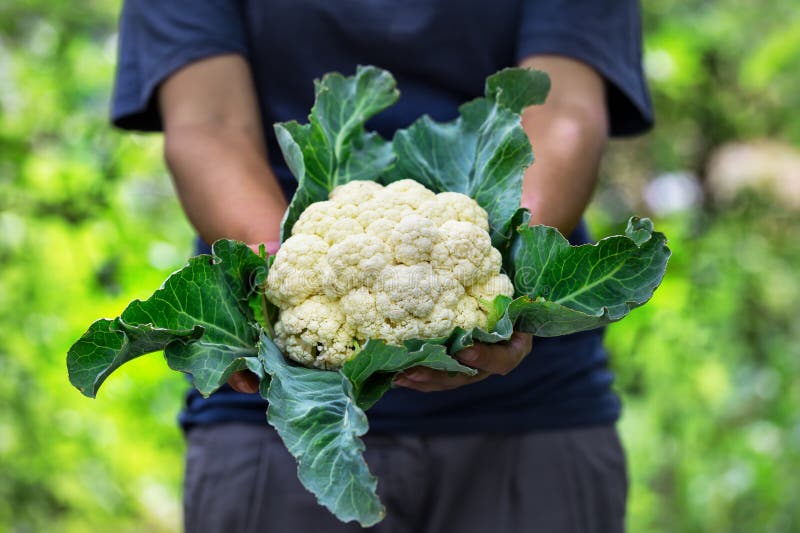 Cauliflower head with leaves in the hands of a woman farmer. The concept of growth and a rich harvest. Cauliflower head with leaves in the hands of a woman farmer. The concept of growth and a rich harvest.