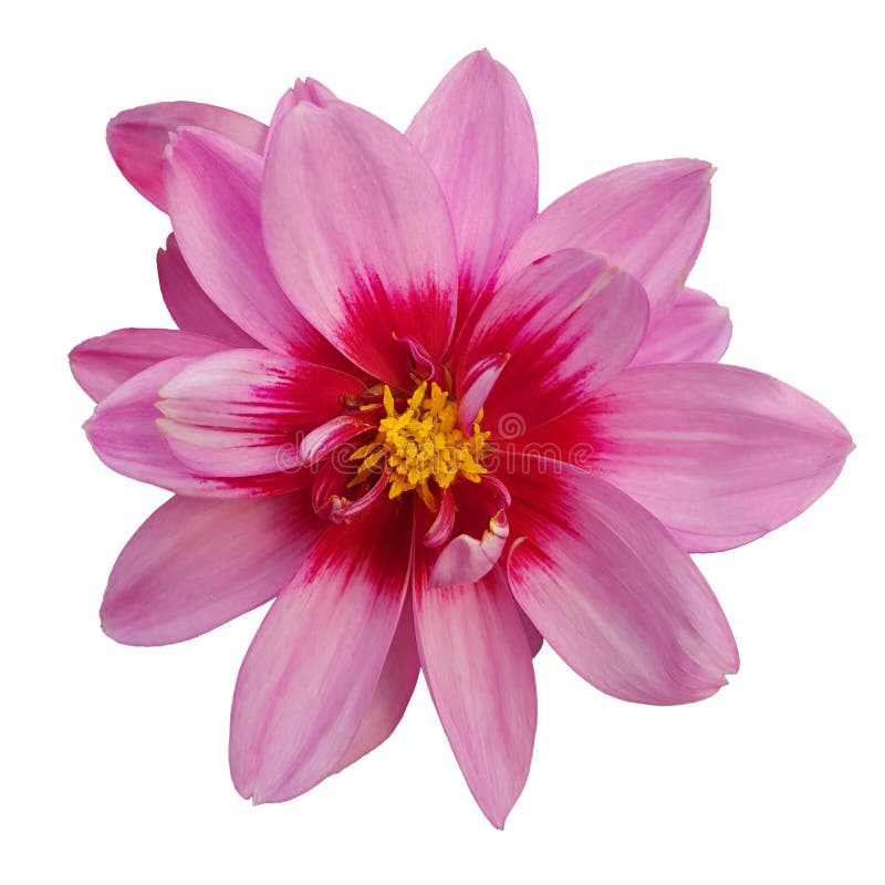 Il Fiore Del Tipo Di Margherita Immagine Stock - Immagine di petalo, annuali: 43020441