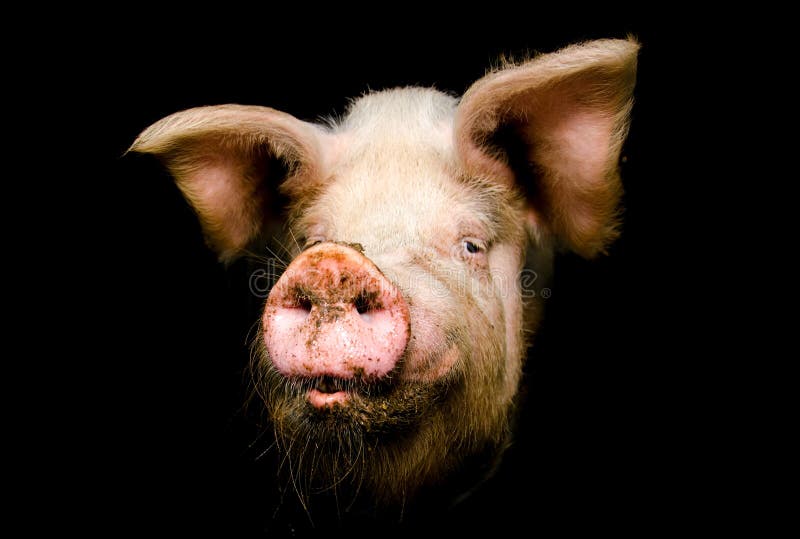 Muso del maiale immagine stock. Immagine di bestiame, odori 7714651