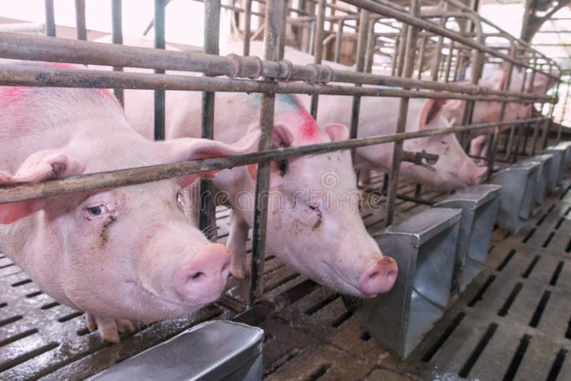 Testa Del Maiale in Una Gabbia Immagine Stock Immagine di incarcerato