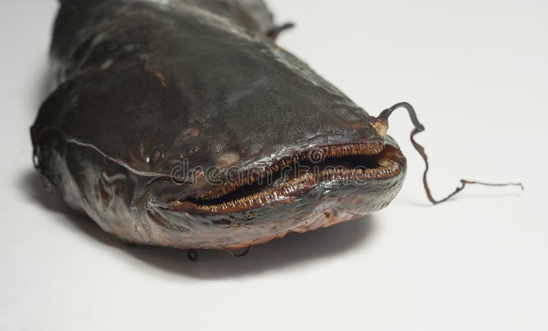 Eyeliner Stencil-ombretto Guida, Smokey Cat, Set Di Strumenti Di Trucco Occhio Rapido - Foto 12