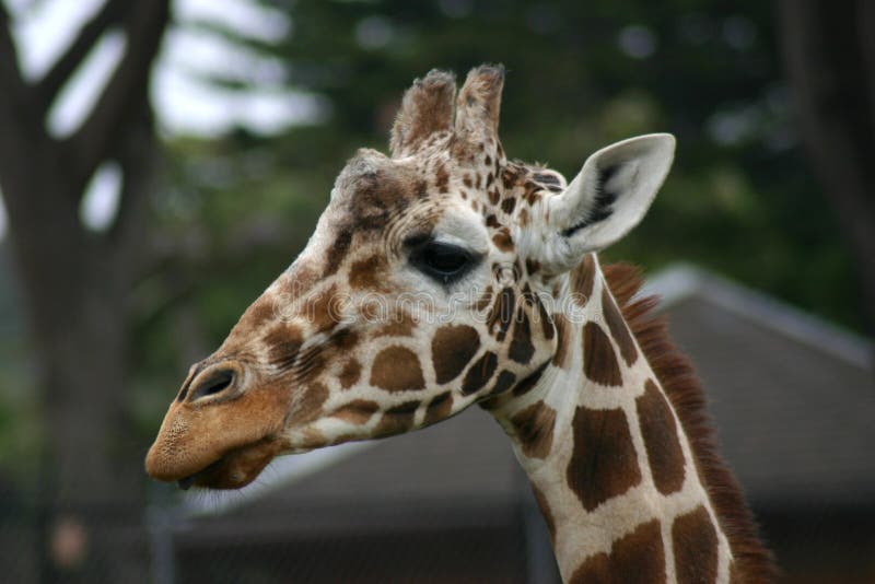 Testa della giraffa fotografie stock Testa della giraffa fotografie stock