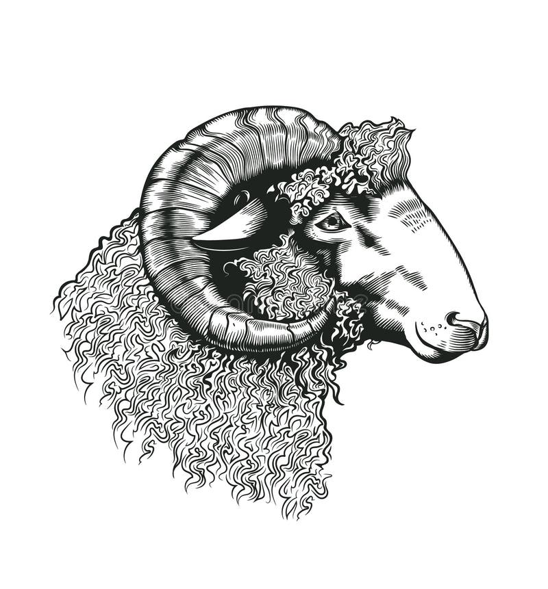 Testa della ram disegnata a mano nello stile antico incisione Animale del bestiame isolato su fondo bianco Illustrazione di vetto royalty illustrazione gratis Testa della ram disegnata a mano nello stile antico incisione Animale del bestiame isolato su fondo bianco Illustrazione di vetto royalty illustrazione gratis