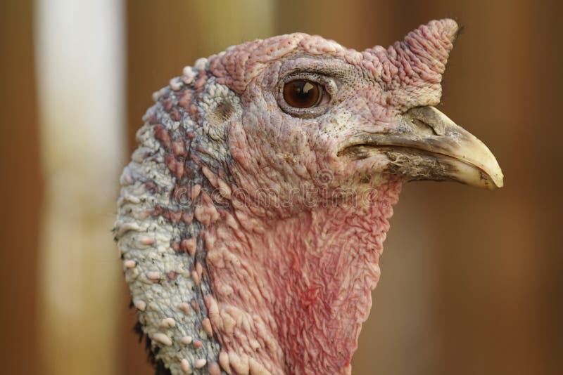 Male turkey (Meleagris gallopavo) portrait. Male turkey (Meleagris gallopavo) portrait.