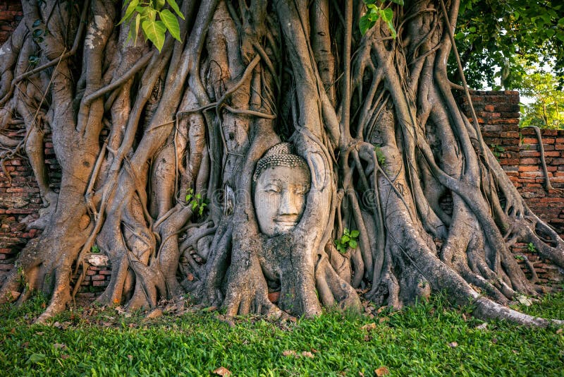 Testa di Buddha in fico a Wat Mahathat, parco storico di Ayutthaya, Tailandia immagini stock Testa di Buddha in fico a Wat Mahathat, parco storico di Ayutthaya, Tailandia immagini stock