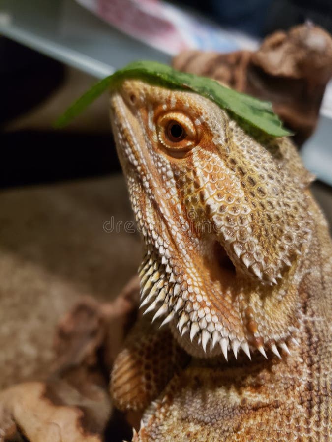 Testa di candela 1 barba fotografie stock